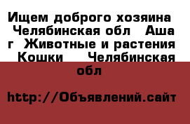 Ищем доброго хозяина - Челябинская обл., Аша г. Животные и растения » Кошки   . Челябинская обл.